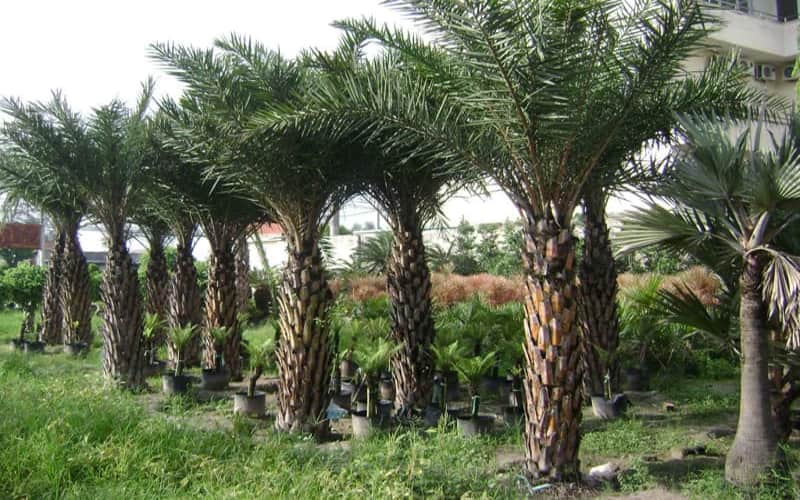 Bí quyết chăm sóc cây chà là công trình luôn xanh tốt