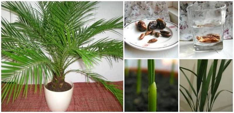Kỹ thuật trồng cây chà là ăn trái